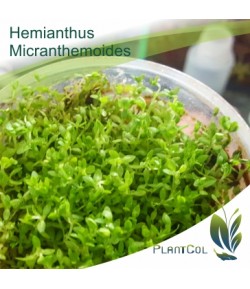 Hemianthus Micranthemoides