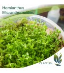 Hemianthus Micranthemoides