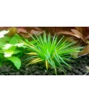 Eriocaulon Cinereum planta acuática de raíz
