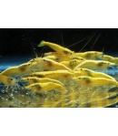 Neocaridina Yellow Camarón agua dulce
