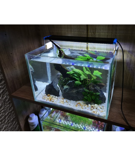 Nano acuario plantado de 12 litros
