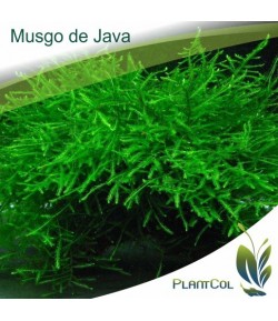 Musgo De Java