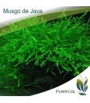 Musgo De Java