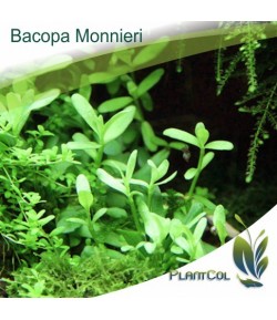 Bacopa Monnieri