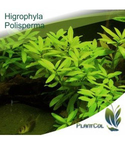 Higrophyla Polisperma