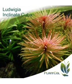 Ludwigia Inclinata Var. Verticillata 'Cuba'