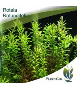 Rotala Rotundifolia