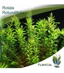 Rotala Rotundifolia