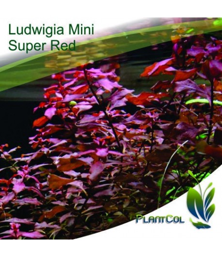 Ludwigia Sp ‘Mini Súper Red’