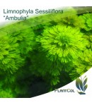 Limnophila Sessiliflora "Ambulia"