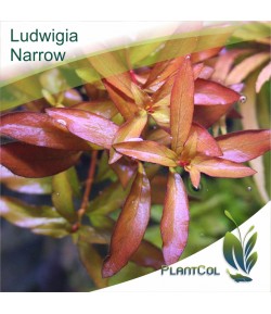 Ludwigia Narrow